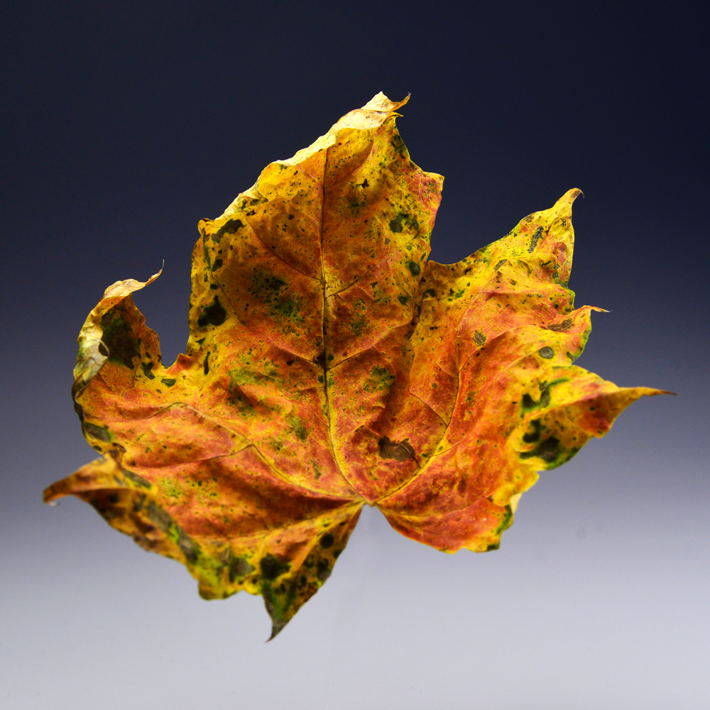 Gelbbraunes Herbstblatt